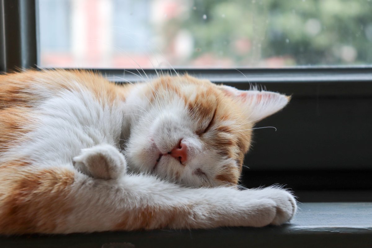 Sleepy Kitty - Pure Life Raw Pet Food
