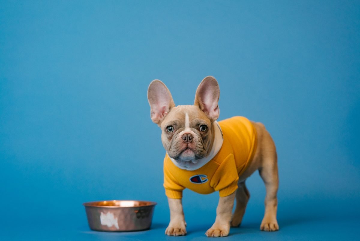 PLASTIC, CERAMIC, OR METAL? CHOOSING THE BEST BOWL FOR YOUR PET.