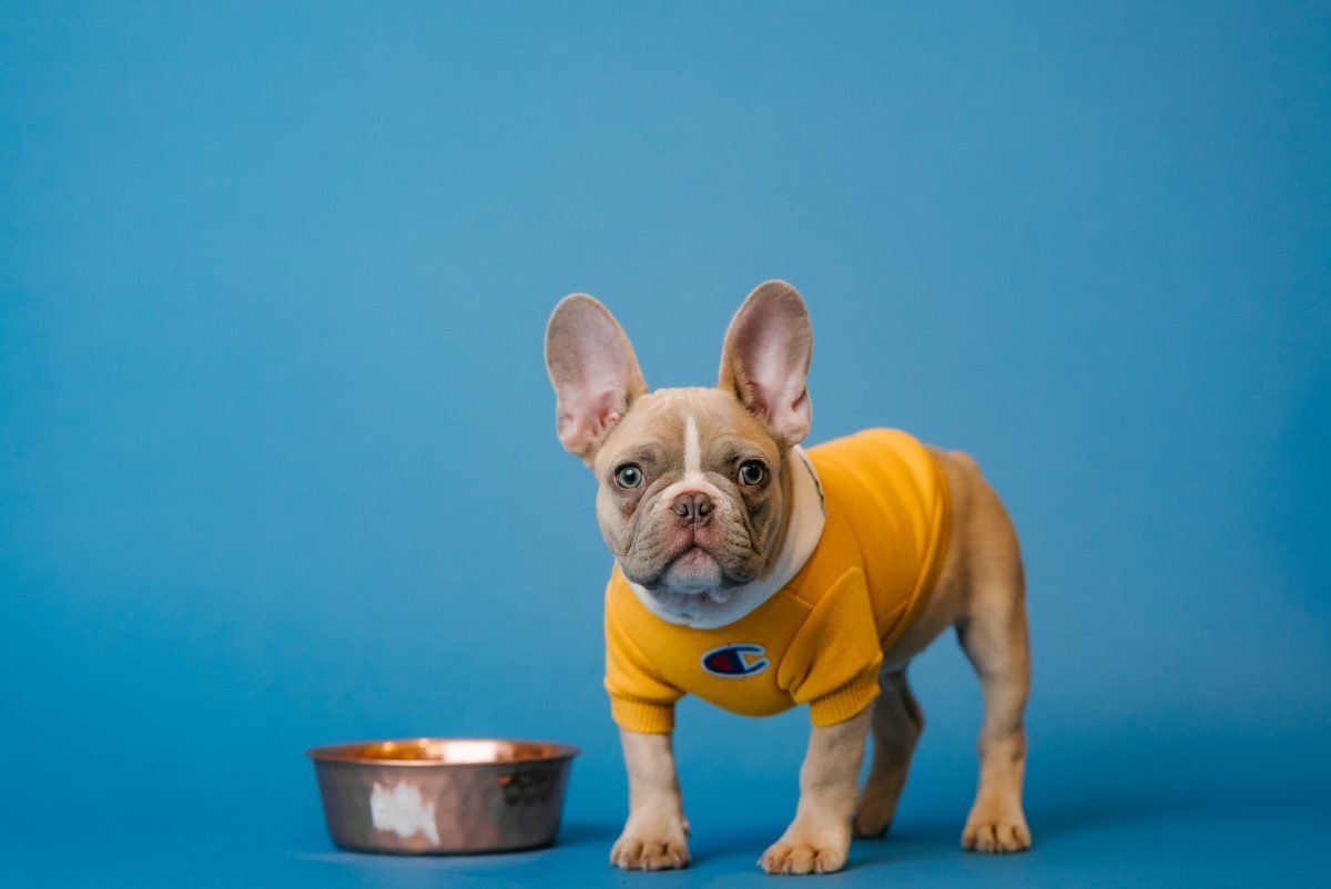 Pup in Sweater - Pure Life Raw Pet Food