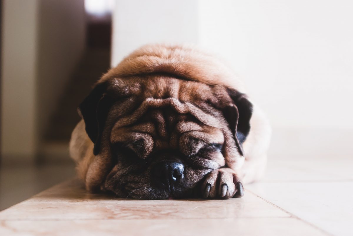 Sleepy Pug - Pure Life Raw Pet Food